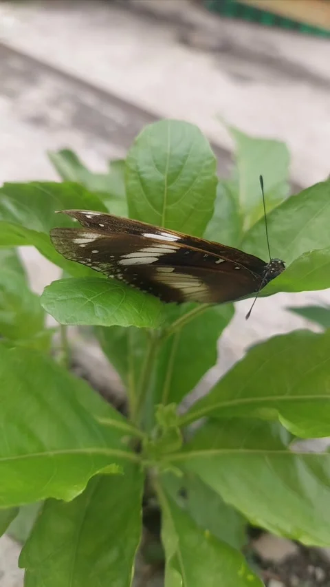 Sleeping Butterfly on Leaf Stock Footage 295282283