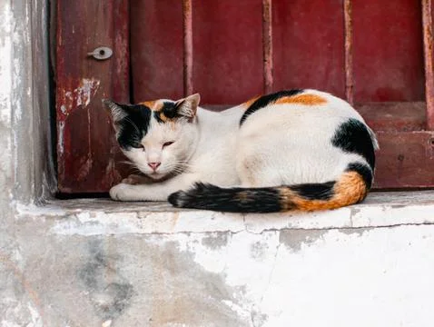 Sleeping calico cat curled up on window sill with red iron bars Foto stock
