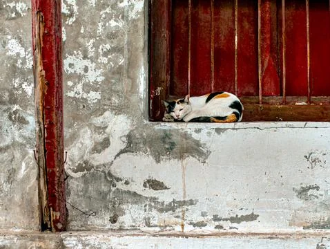 Sleeping calico cat curled up on window sill with red iron bars Foto stock