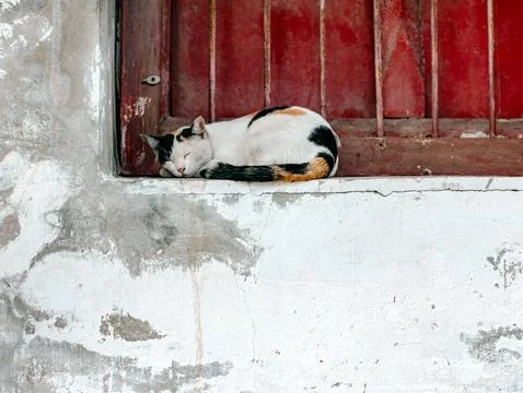 Sleeping calico cat curled up on window sill with red iron bars Stock Photos