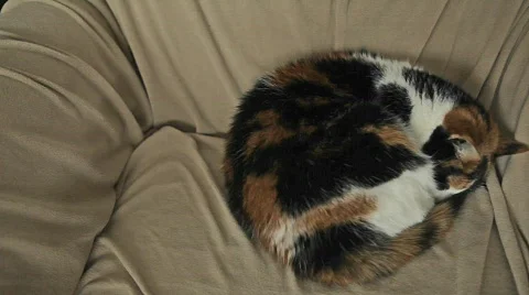 Sleeping Calico Cat Vidéo 633291