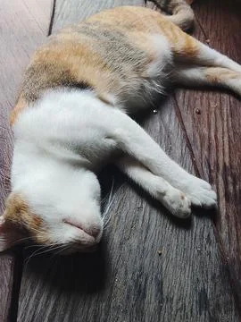 Sleeping Calico Cat Lying On Back On Wooden Floor Stock Photos