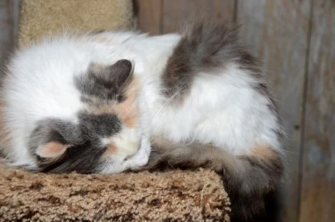 Sleeping calico cat Stock Photos