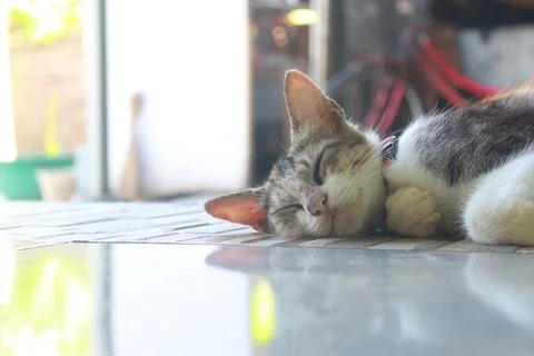 Sleeping Cat 1 Foto stock