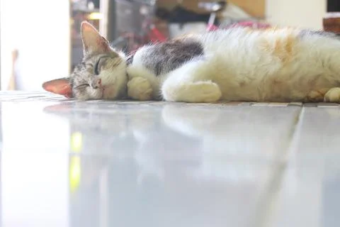 Sleeping Cat 2 Stock Photos