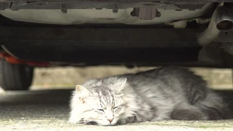 A Sleeping Cat 4K Stock Footage 133021359