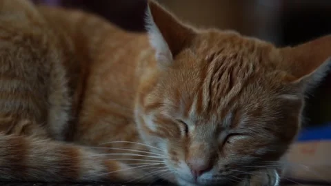 Sleeping cat and child caressing it Stock Footage 254411659