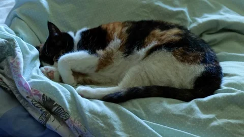 Sleeping Cat On Bed HD Stock Footage 311530971