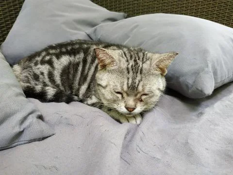 Sleeping cat in bed Stock Photos
