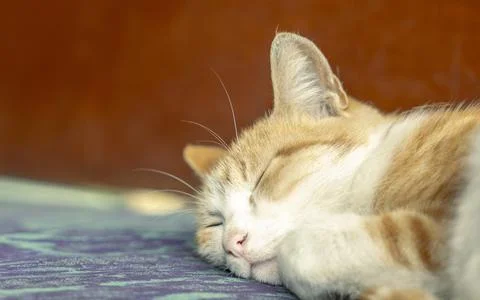 Sleeping cat on a bench Stock Photos