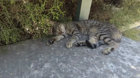 Sleeping cat on a bench under the tree. Stock Footage 114987095