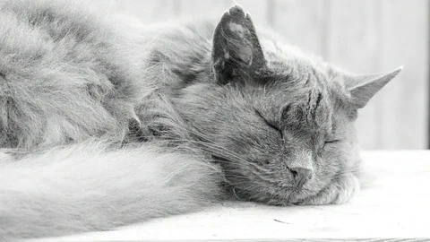 Sleeping cat black and white Stock Footage 112918454