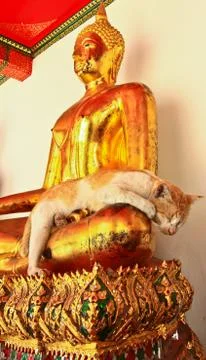 A sleeping cat on buddha statue at Wat Pho Stock Photos