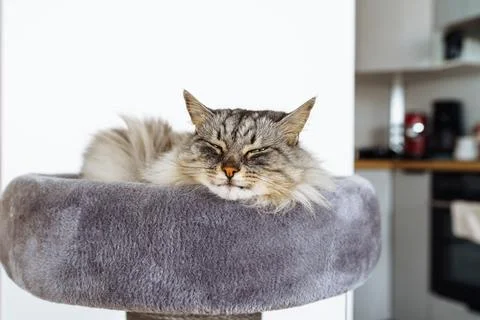 Sleeping cat on a cat tree bed Stock Photos