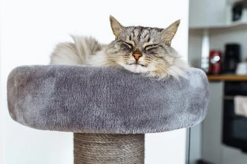 Sleeping cat on a cat tree bed Stock Photos
