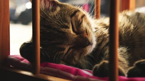 Sleeping cat in this cinematic video Stock Footage 253769721