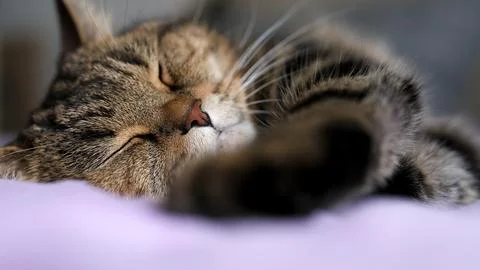 Sleeping cat close-up. Beautiful background with a cat. Stock Photos