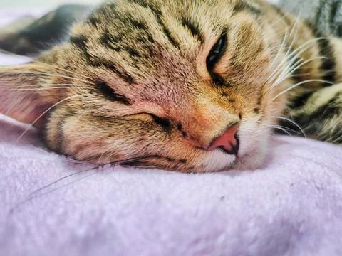 Sleeping cat close-up. The face of a sleeping cat on a soft blanket. Stock Photos