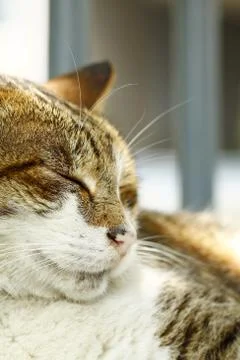 Sleeping cat, close-up. Stock Photos