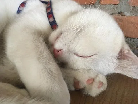 Sleeping cat Close up Stock Photos