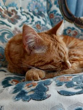 Sleeping Cat close Up Stock Photos