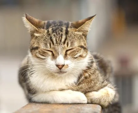 Sleeping cat, close-up shot. Foto stock