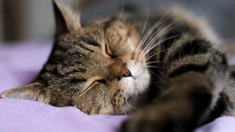 Sleeping cat close-up.Tabby cat sleeps on a soft blanket. Stock Photos