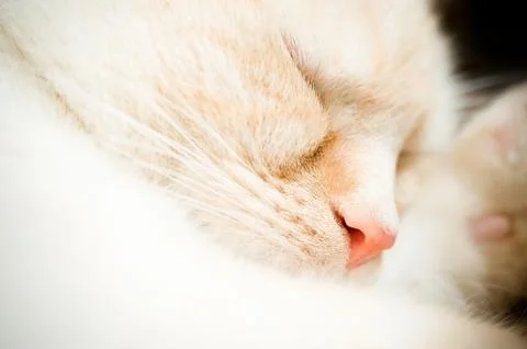 Sleeping cat closeup Stock Photos