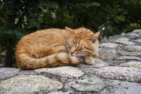 Sleeping cat closeup Stock Photos