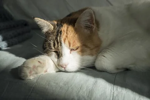 Sleeping cat closeup Stock Photos
