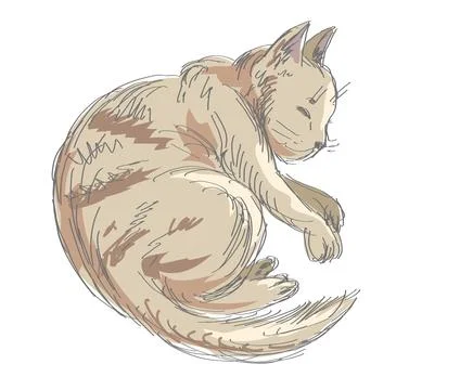 Sleeping cat. Colorful sketch. Vector line illustration. Stock Illustration