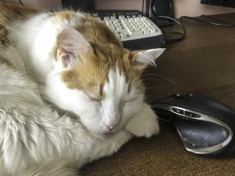Sleeping cat at the computer, close-up Stock Photos