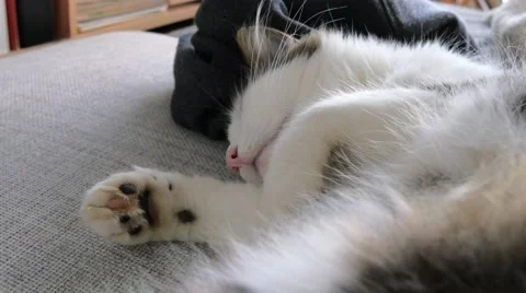 Sleeping cat on couch close-up, looks to camera Stock Footage 43009579