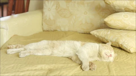 Sleeping cat is covered with blanket Video stock 62683948