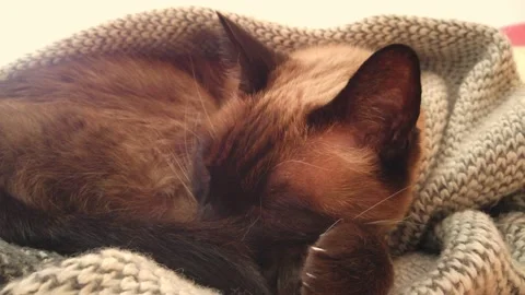Sleeping cat covered with a blanket Stock Footage 146280425