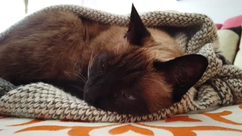 Sleeping cat covered with a blanket Stock Footage 146280456