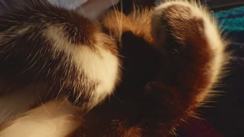 Sleeping Cat Covering Face With Paws From Bright Sunlight On Colorful Blanket In Stock Footage 331873895