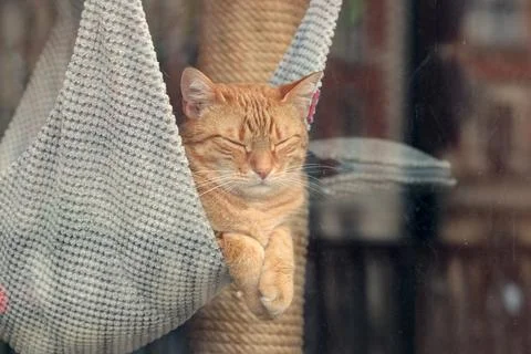 Sleeping cat in cozy hammock behind the glass of window safety domestic scene Stock Photos