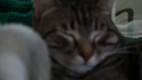 Sleeping Cat - CU Stock Footage 103240390
