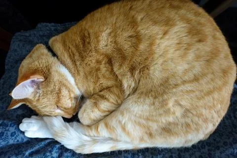 Sleeping cat curled up showing ginger tabby pattern Stock Photos