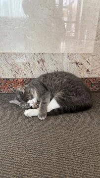 Sleeping cat curled on textured carpet background, suitable for cozy relaxa.. Stock Photos