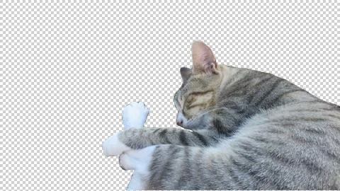 Sleeping cat cut out from background and is ready to be used as a PNG file Stock Photos