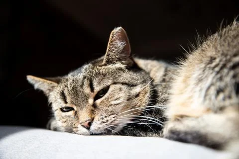 Sleeping cat. Cute tabby cat lying on grey textile couch at home. Background Stock Photos