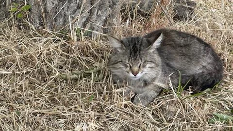 Sleeping cat in dry grass. Stock Photos