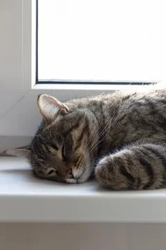 Sleeping cat face Stock Photos