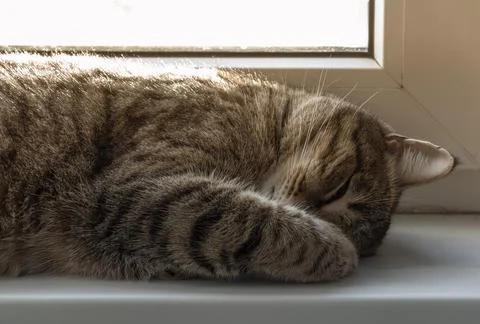 Sleeping cat face Stock Photos