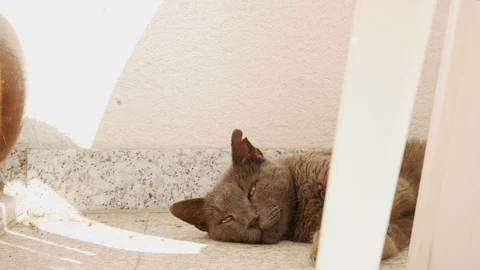 Sleeping cat on the floor Stock Footage 94281759