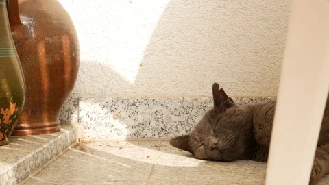 Sleeping cat on the floor Stock Footage 94282237