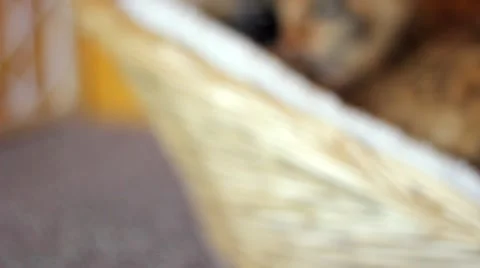 Sleeping Cat Stock Footage 4206003