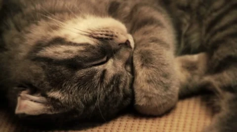 Sleeping cat 動画素材 8559301